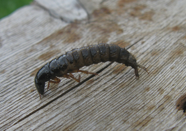 larva Ocypus